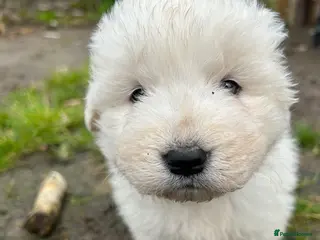Maremma Sheepdog dogs maremma sheepdog puppies - Advert 2