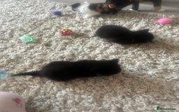 Mixed Breed cats for sale: 4 Beautiful fluffy kittens  - Image 10