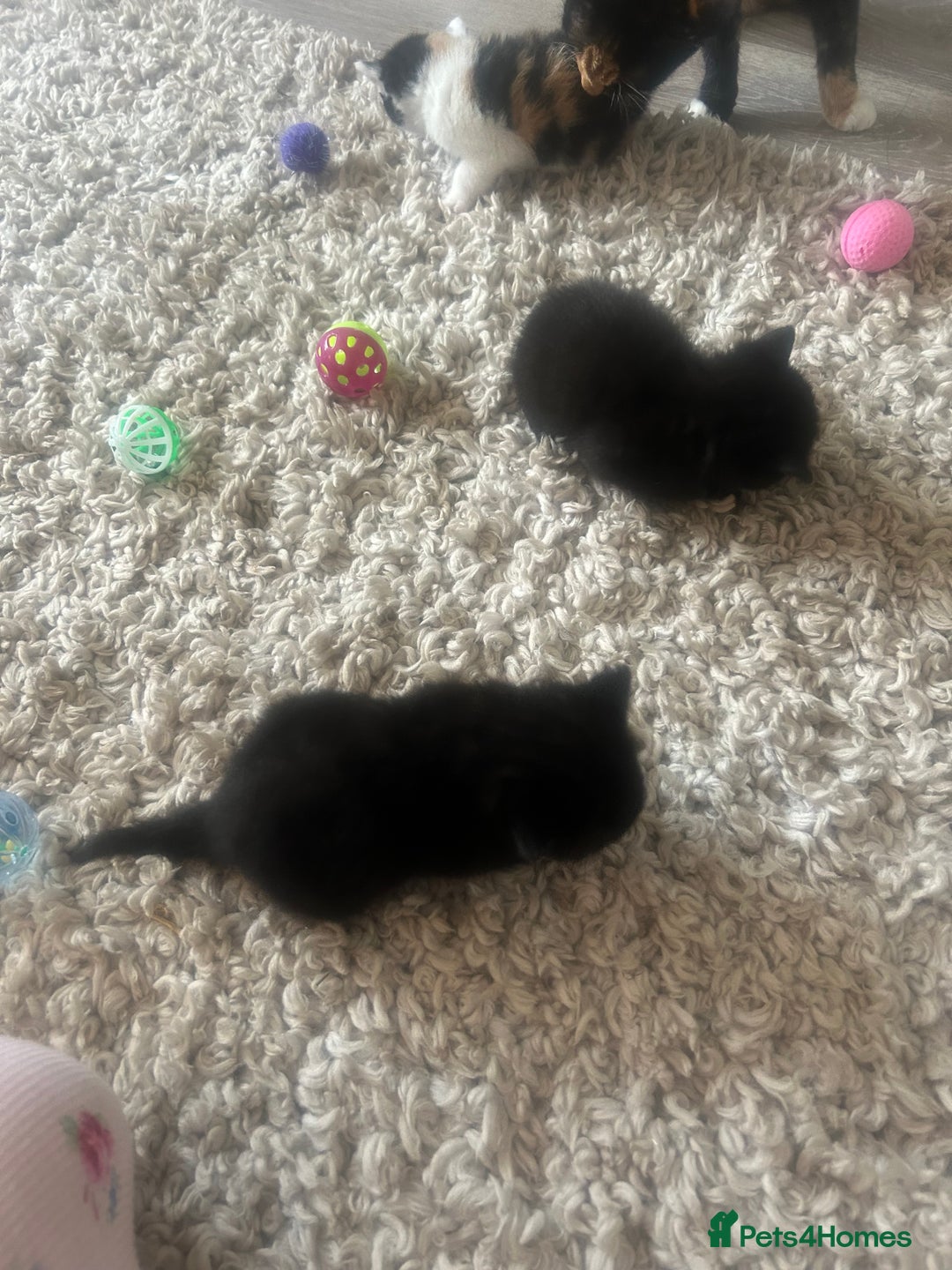 Mixed Breed cats for sale: 4 Beautiful fluffy kittens  - Image 10