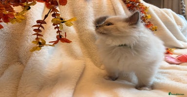 Ragdoll cats - Advert 15