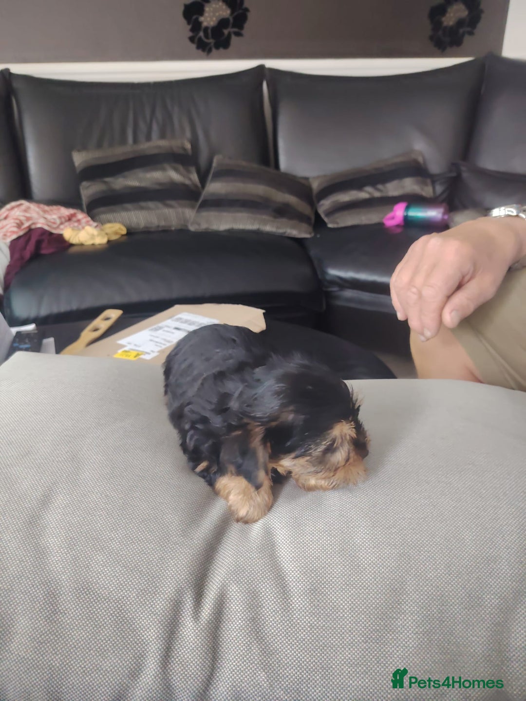 Yorkshire Terrier dogs for sale: Yorkshire terrior  - Image 1