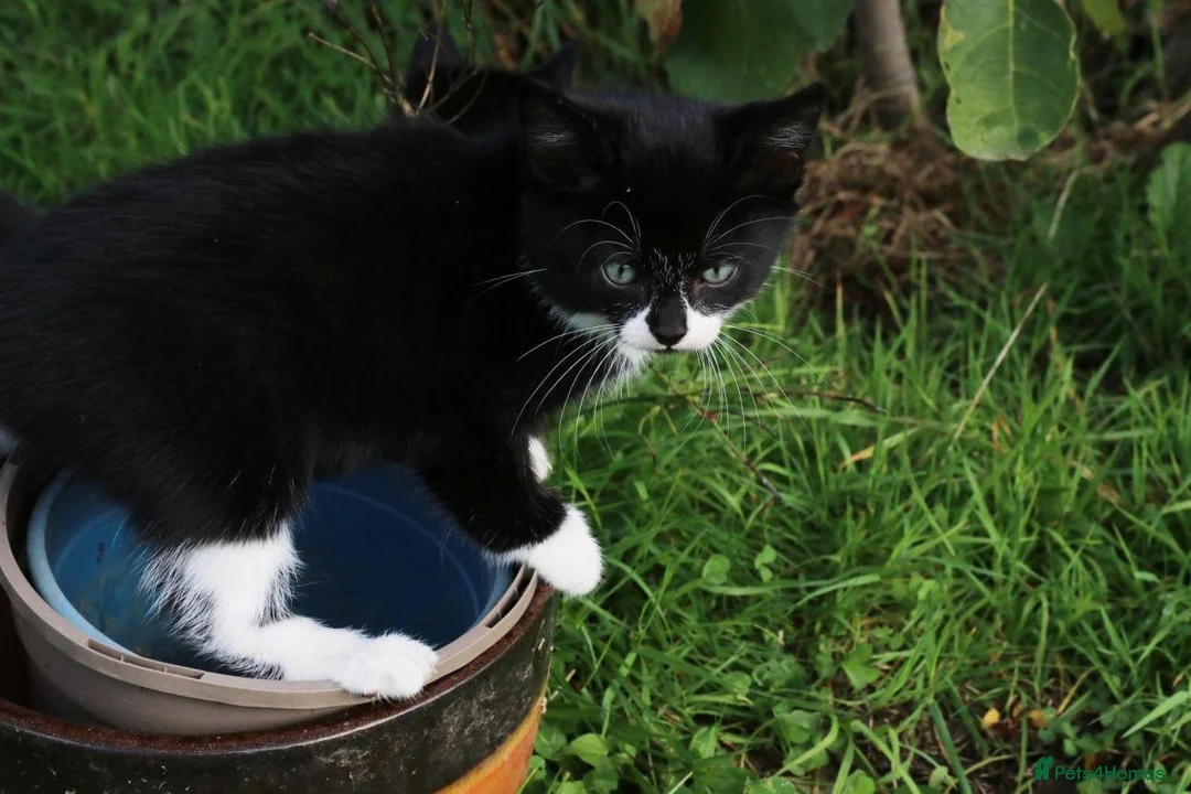Mixed Breed cats for sale: Playful farm kittens used to people and dogs - Advert 21