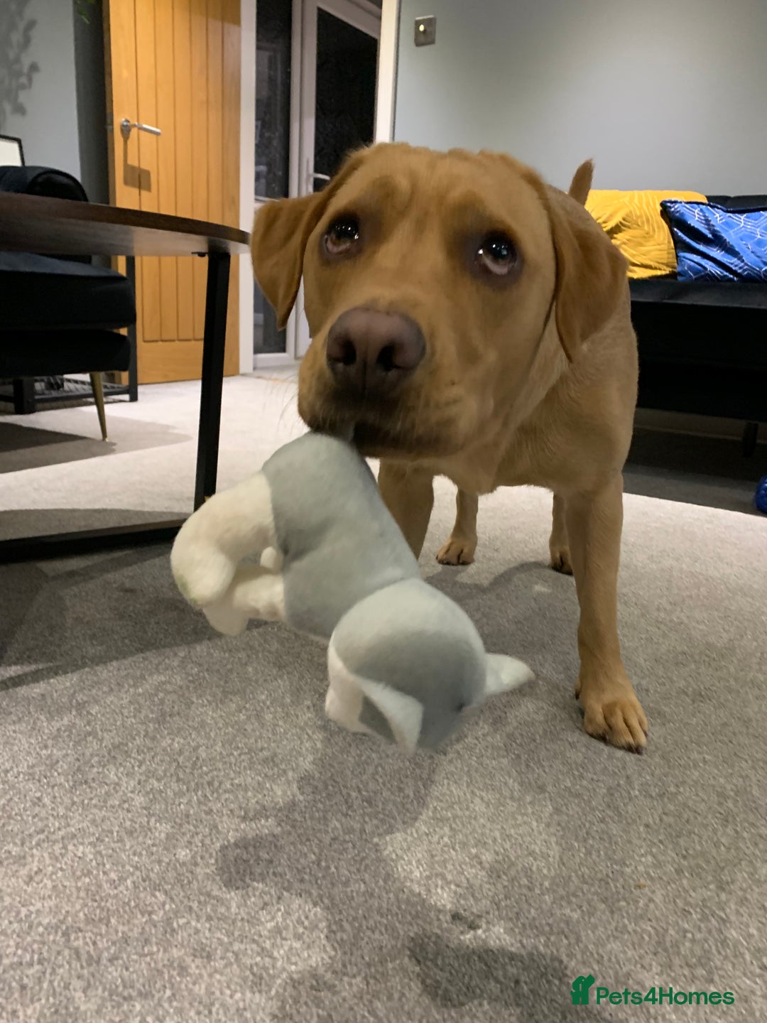 Labrador Retriever dogs for sale: My boy Lenny  - Image 12