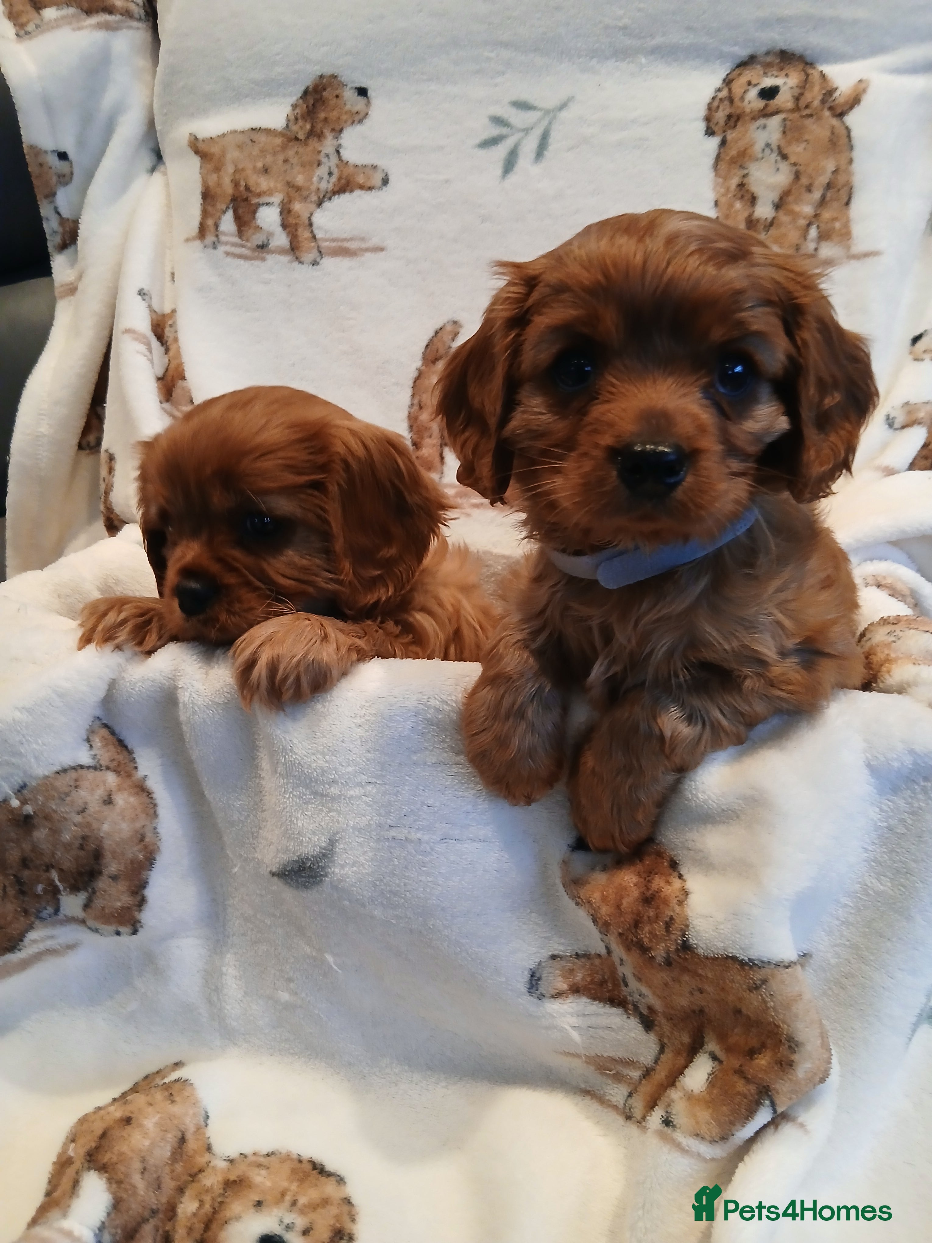 Cavalier King Charles Spaniel dogs Cavalier King Charles Spanial - Advert 4