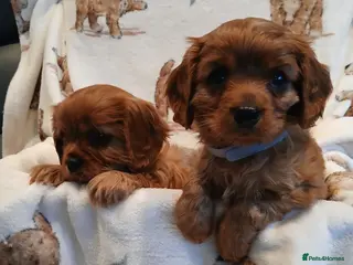 Cavalier King Charles Spaniel dogs Cavalier King Charles Spanial - Advert 4