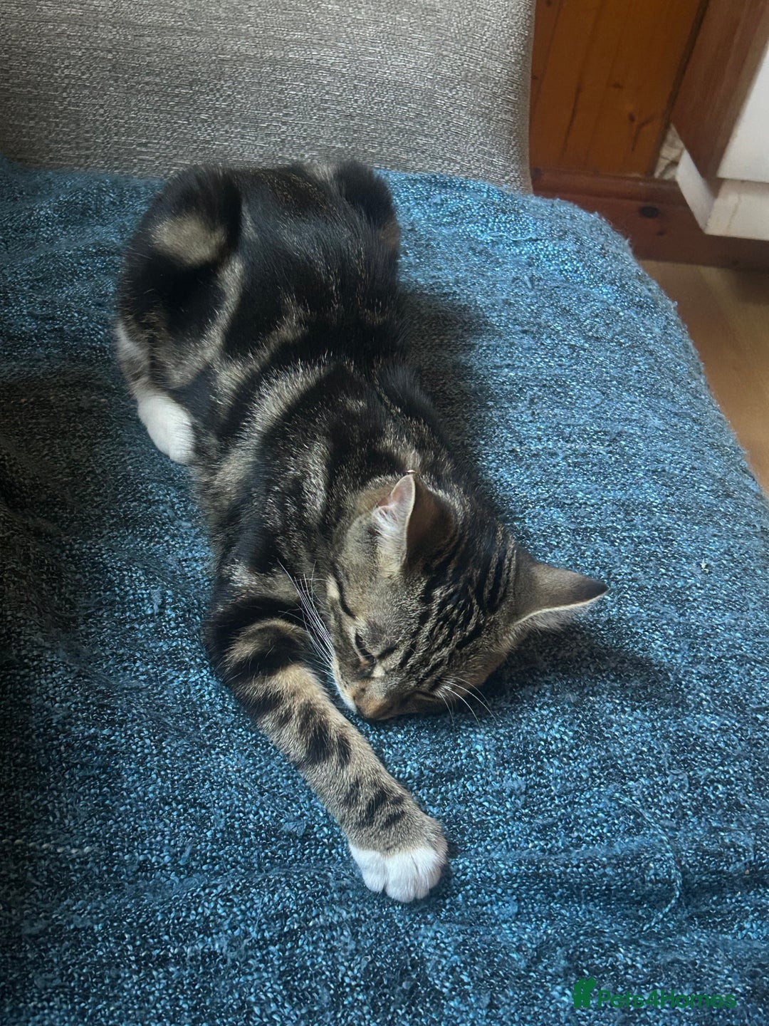 Domestic Shorthair cats for sale: Last Kitten :( - Image 2