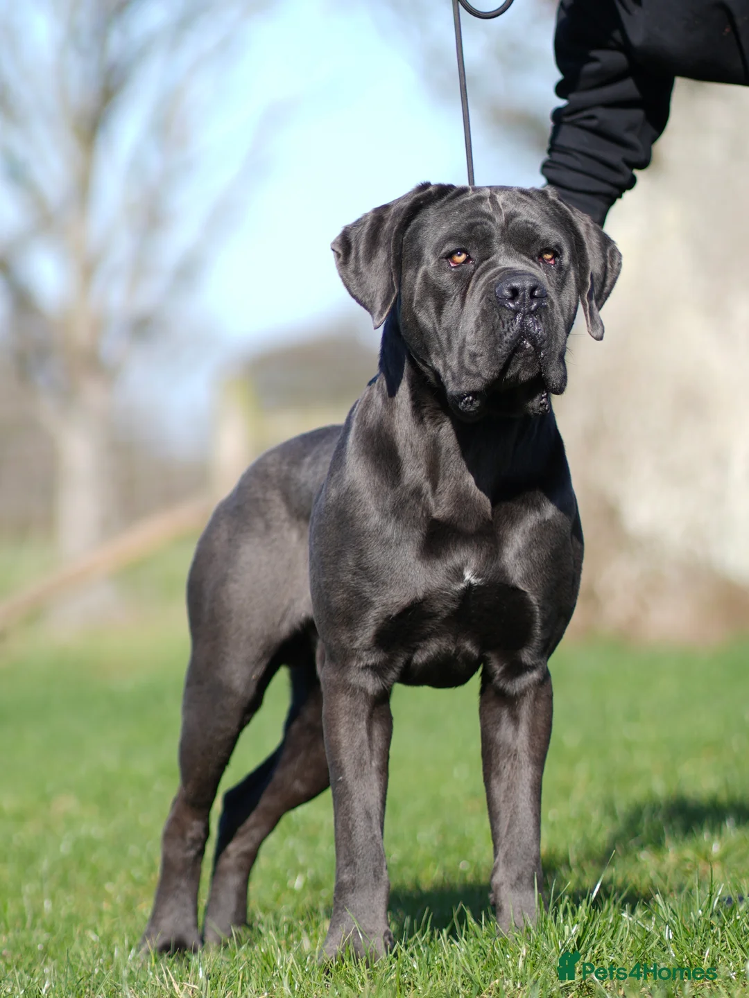 Cane Corso dogs for stud: Health tested Blue cane corso stud  - Advert 2