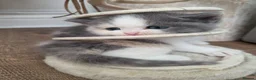 Mixed Breed cats for sale: Cute fluffy Persian kittens 😸 💖  - Advert 13