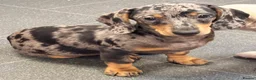 Miniature Dachshund dogs for sale: Miniature Dachshund Puppies - Ready for homes - Advert 6