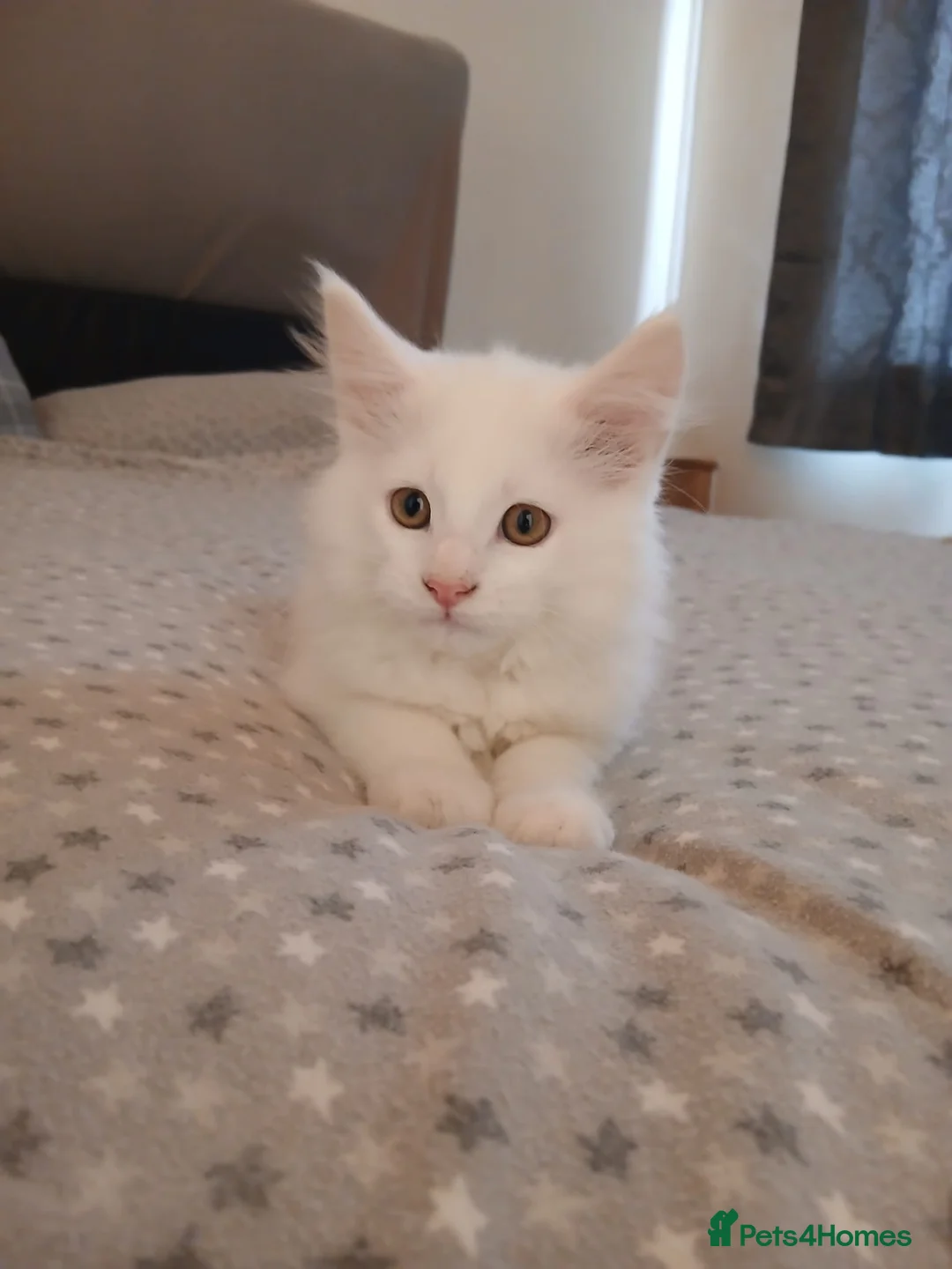 Maine Coon cats for sale: Stunning XXL Maine Coon kitten in Houghton le Spring - Advert 2