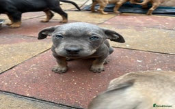 American Bull Staffy dogs for stud: Crash Bandicoot Staffweiler e ATAT d DNA tested ✅✅ - Image 27