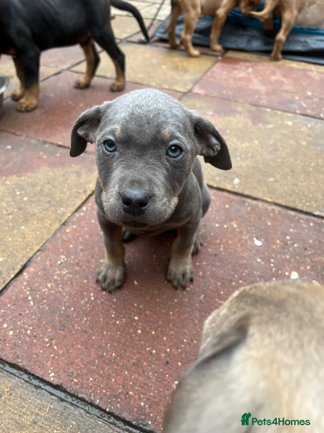 American Bull Staffy dogs for stud: Crash Bandicoot Staffweiler e ATAT d DNA tested ✅✅ - Image 27