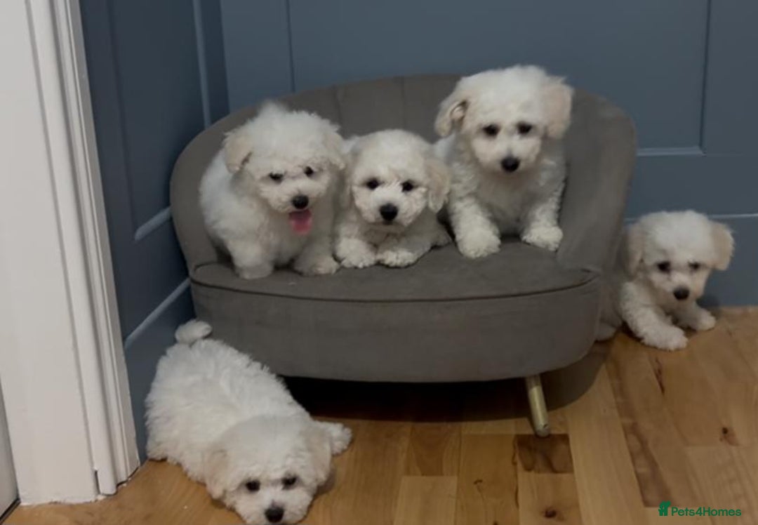 Cavapoo dogs for sale: Stunning health tested cavapoo puppies - Advert 1