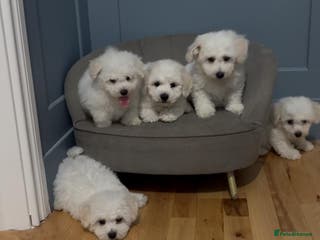Cavapoo dogs Stunning health tested cavapoo puppies - Advert 5