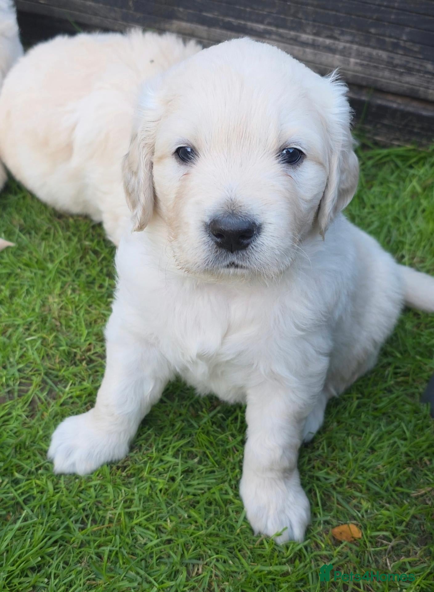 Golden Retriever dogs 1 Male KC Golden Retriever 🧬Health Tested Parents - Advert 6