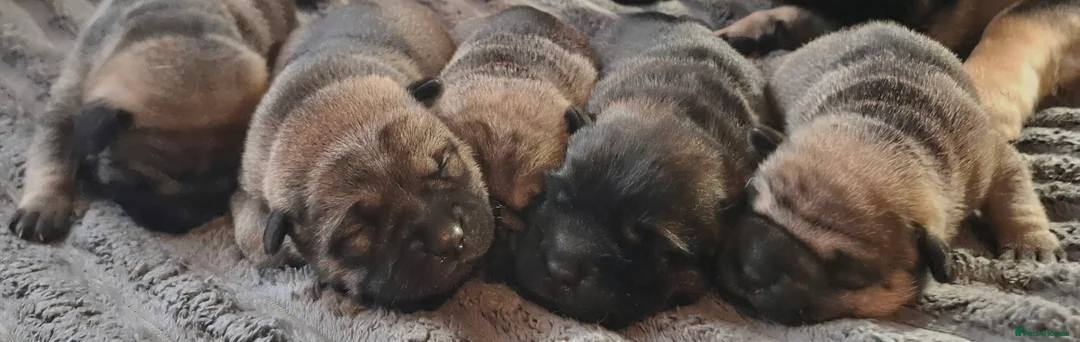 Mixed Breed dogs for sale: Rus-A-Pei ( Rare ) - Advert 2