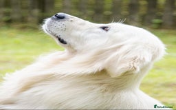 Golden Retriever dogs for sale: Newmiller Retrievers Litter Announcement - Image 2