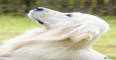 Golden Retriever dogs - Advert 3