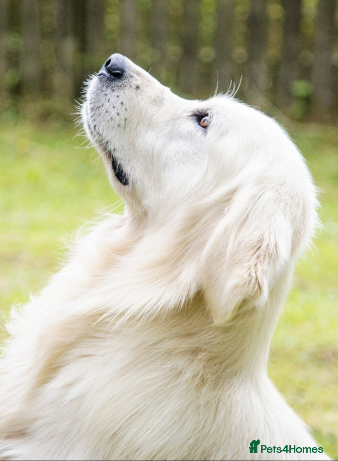 Golden Retriever dogs for sale: Newmiller Retrievers Litter Announcement - Image 2