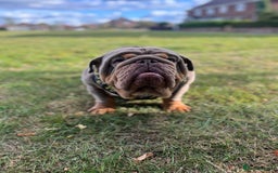 English Bulldog dogs for stud: GELATO 🍧 in Middlesbrough - Image 10