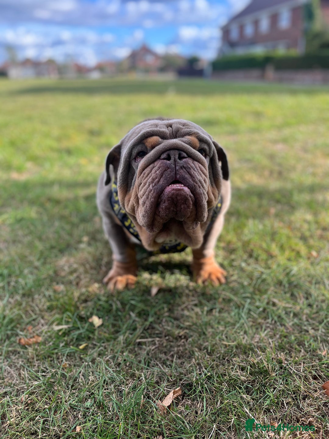 English Bulldog dogs for stud: GELATO 🍧 in Middlesbrough - Image 10