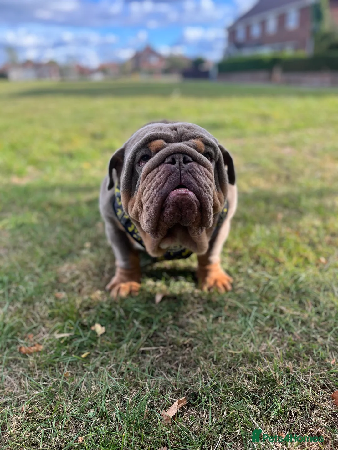English Bulldog dogs for stud: GELATO 🍧 in Middlesbrough - Advert 10