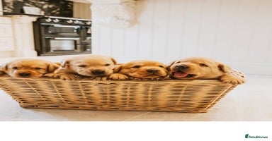 Labrador Retriever dogs Fox Red Labrador Puppies Kc Registered  - Advert 7