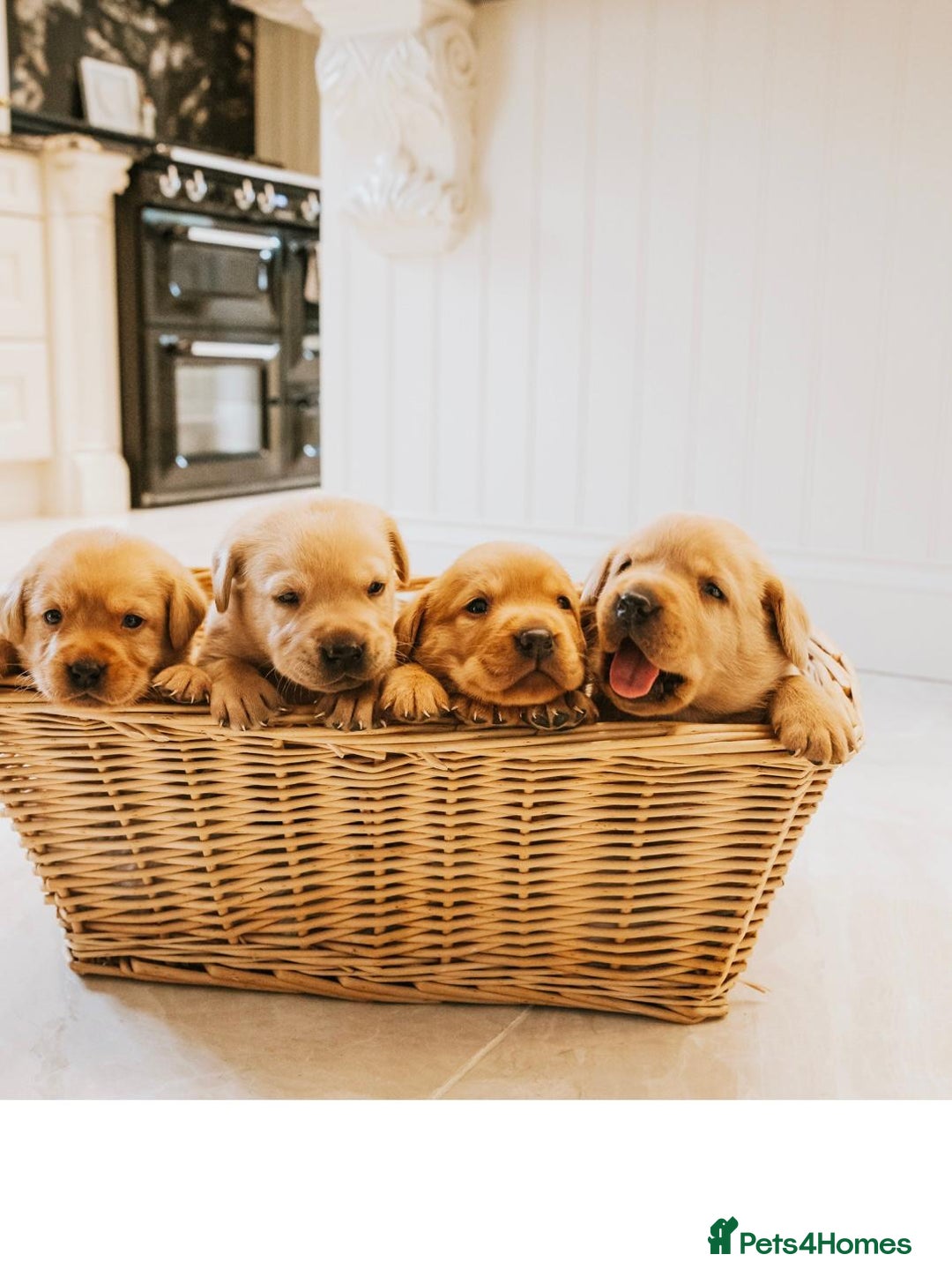 Labrador Retriever dogs for sale: Yellow Fox Red Labrador Puppies Kc Registered  - Advert 2