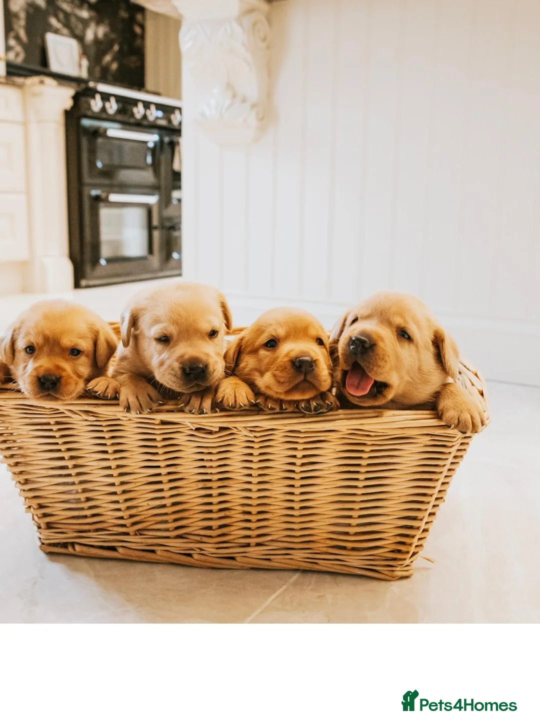 Labrador Retriever dogs for sale: Yellow Fox Red Labrador Puppies Kc Registered  - Advert 2