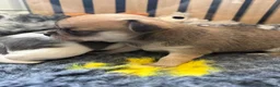 Chihuahua dogs for sale: Smooth coat chihuahua puppies  - Advert 32