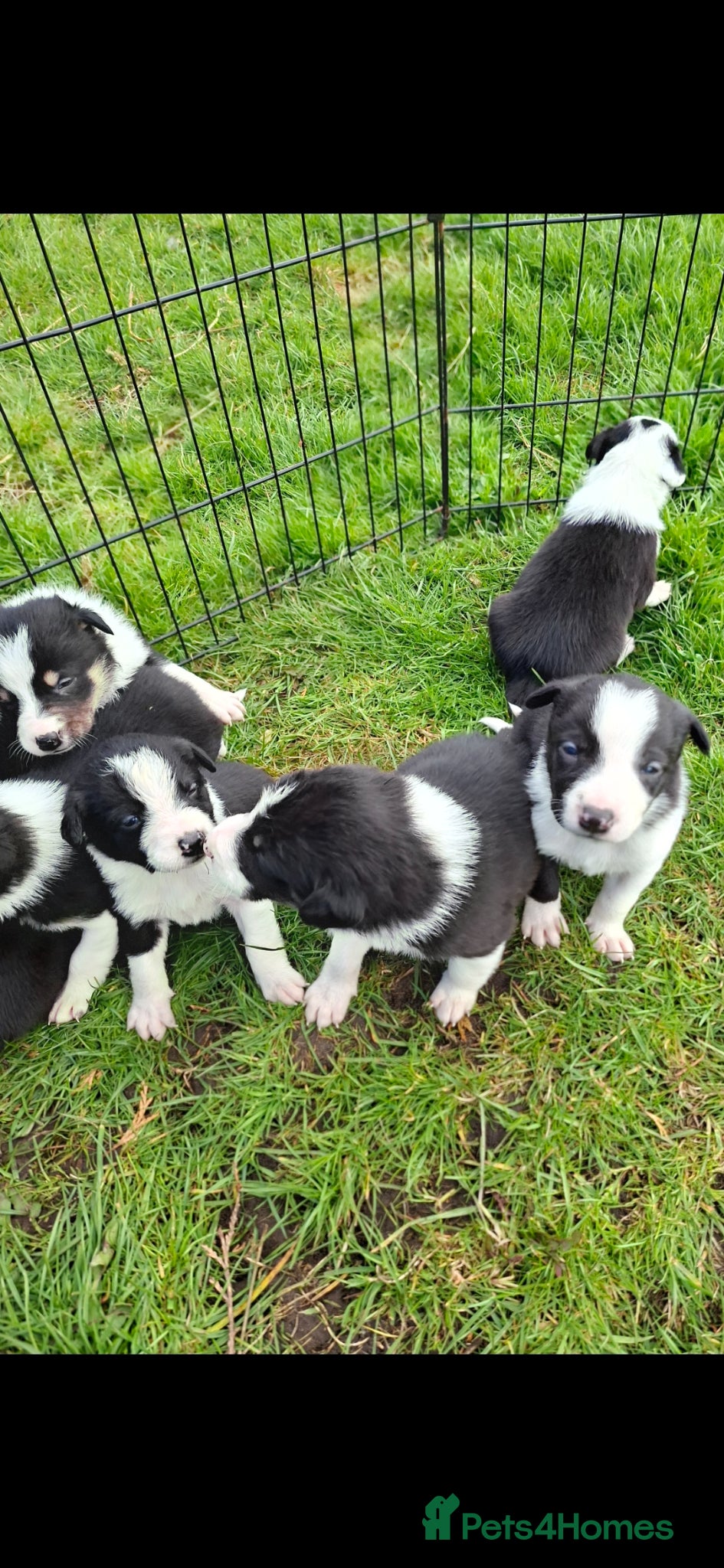 Border Collie dogs Stunning farm bred border collie pups  - Advert 10