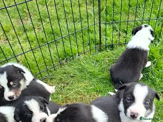 Border Collie dogs Stunning farm bred border collie pups - Advert 10