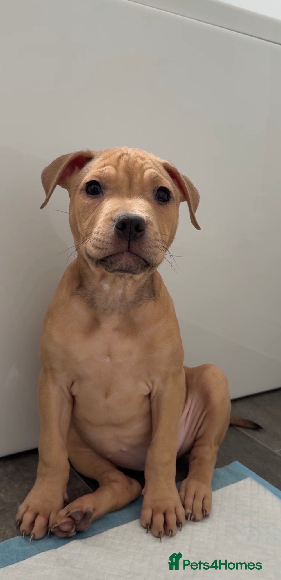 Mixed Breed dogs Bullmastiff cross pocket bully  - Advert 2