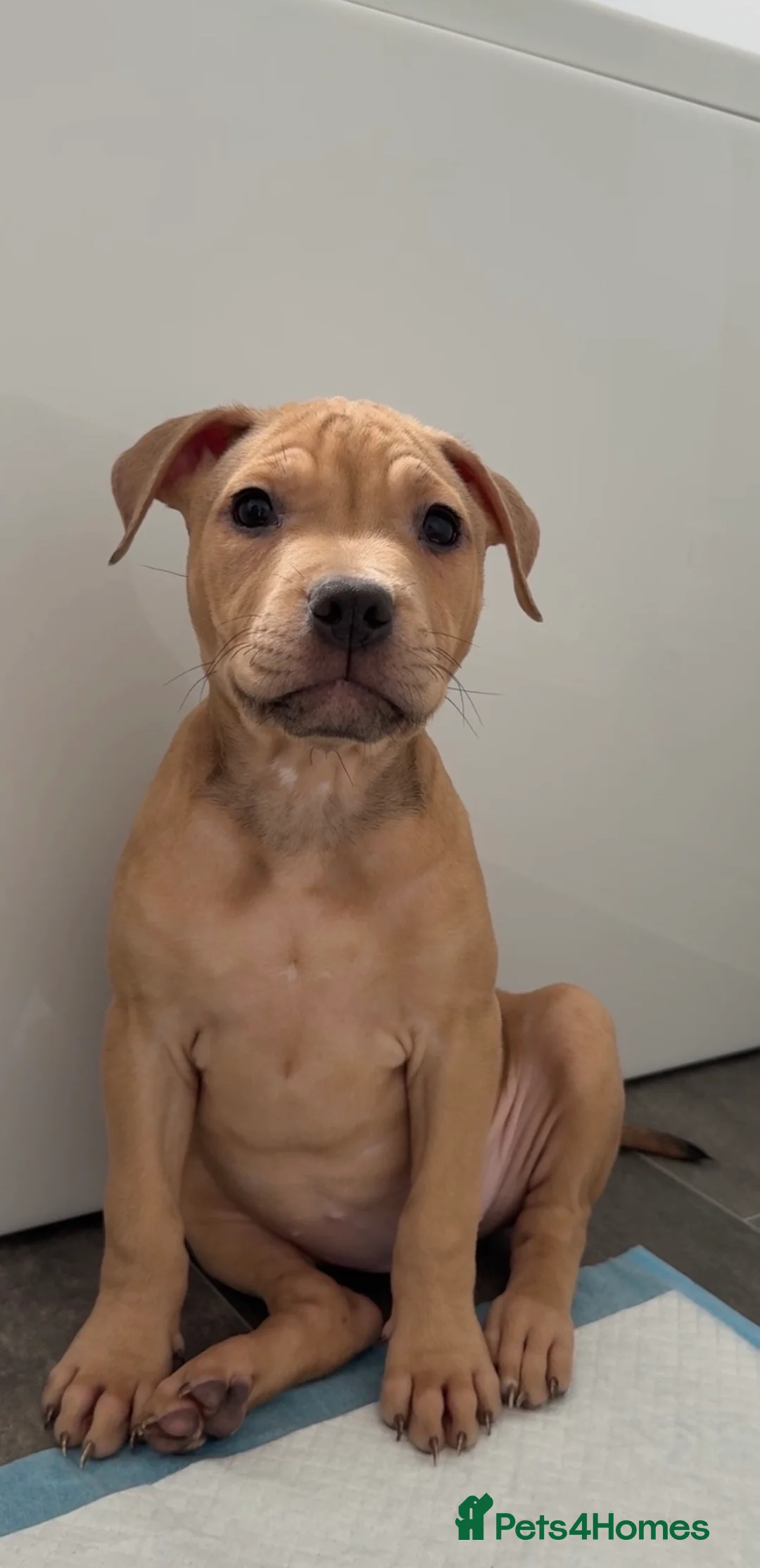 Mixed Breed dogs for sale: Bullmastiff cross - Advert 1