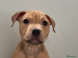 Mixed Breed dogs Bullmastiff cross pocket bully - Advert 2