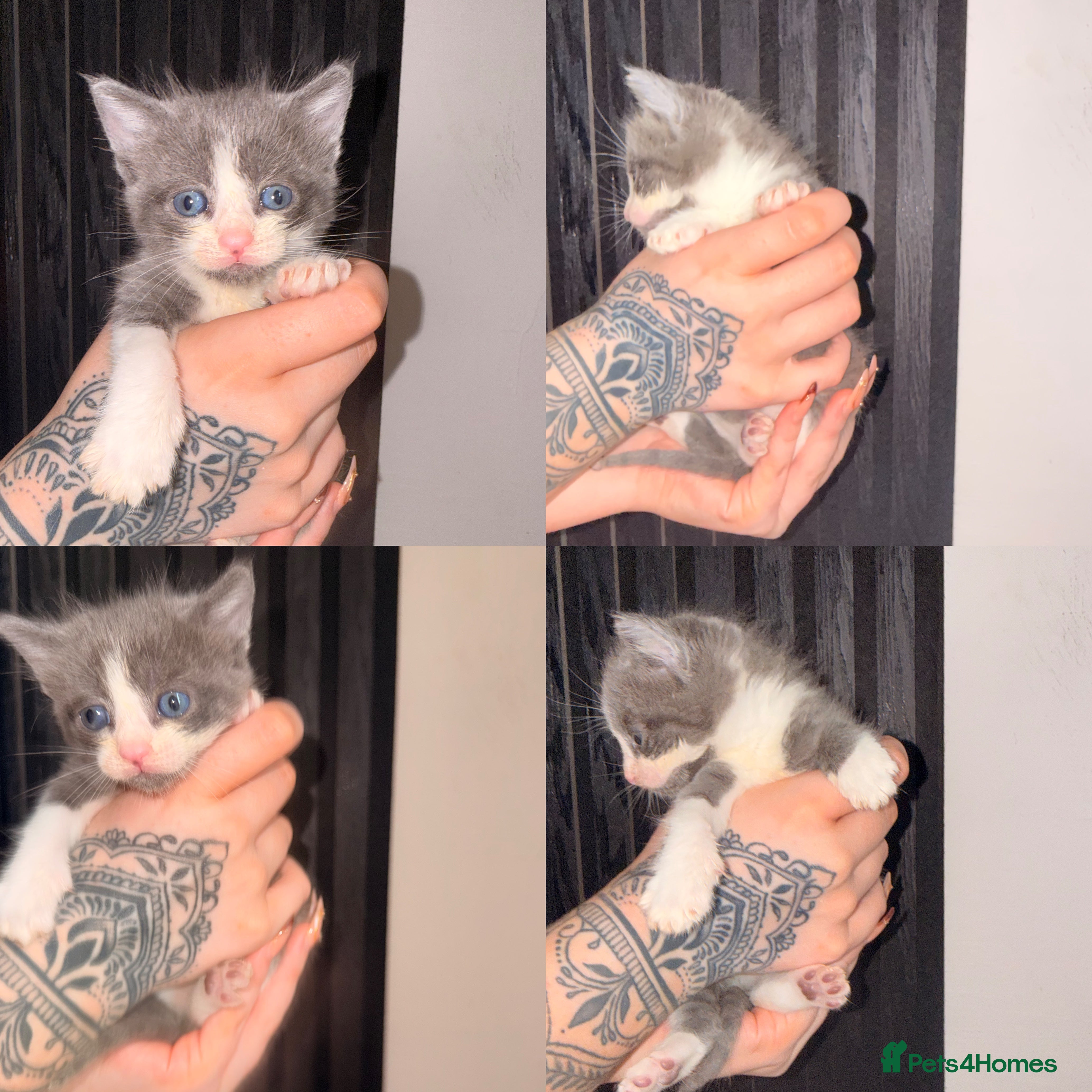 Mixed Breed cats 6 Beautiful Kittens - Advert 2