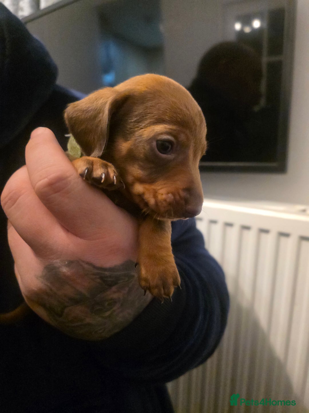 Dachshund dogs for sale: Dachshund  - Advert 19