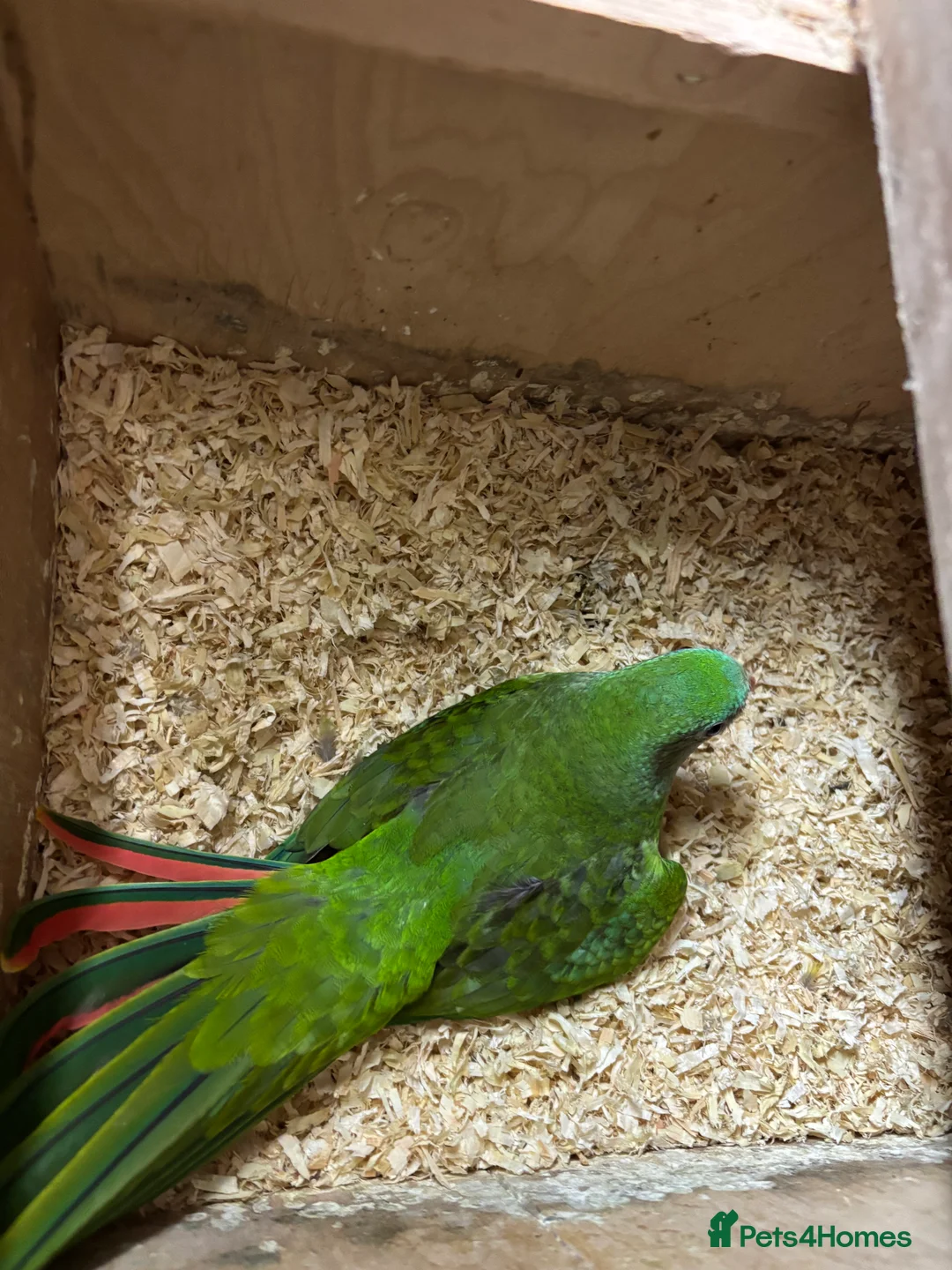 Parrots birds for sale: Rare Australian parrots for sale - Advert 6