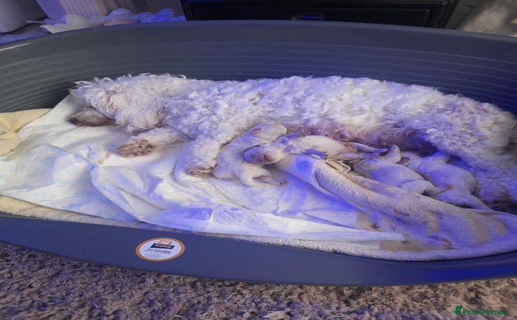 Poochon dogs - Advert 1