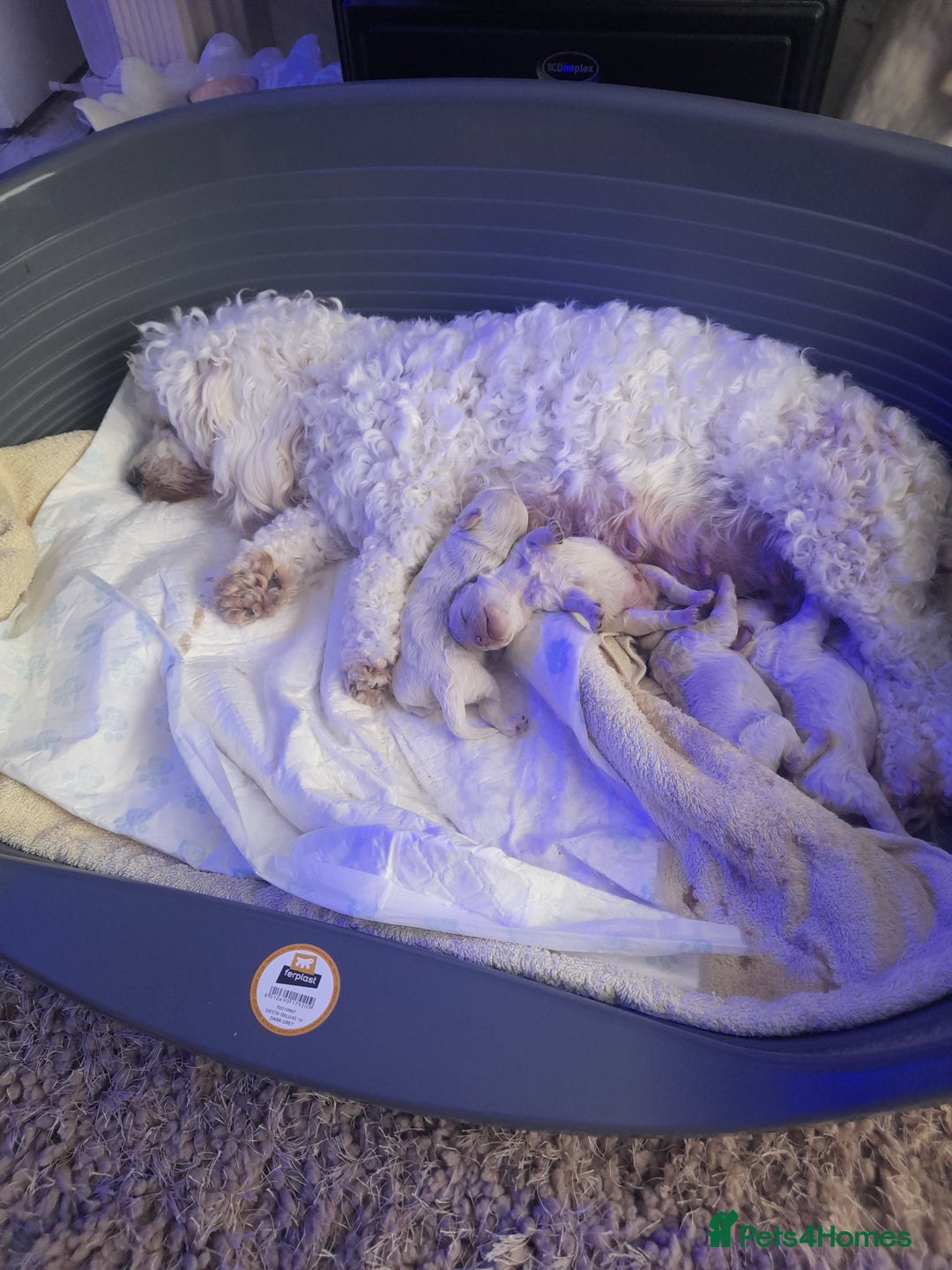 Poochon dogs for sale: Beautiful Poochon Puppies - Image 1