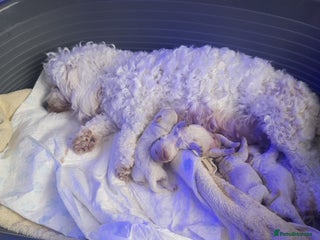 Poochon dogs - Advert 1