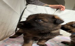 German Shepherd dogs for sale: Beautiful chunky German shepherd puppies - Image 14