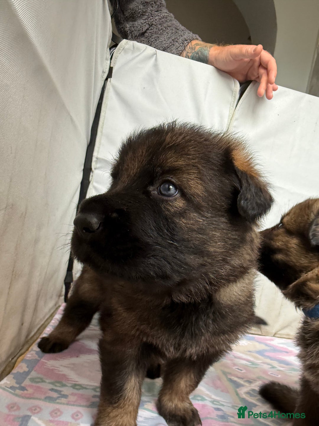 German Shepherd dogs for sale: Beautiful chunky German shepherd puppies - Image 14