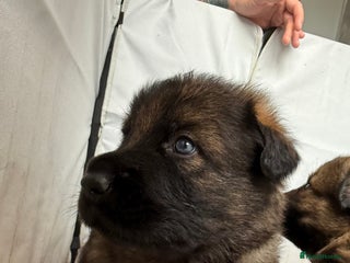 German Shepherd dogs - Advert 16