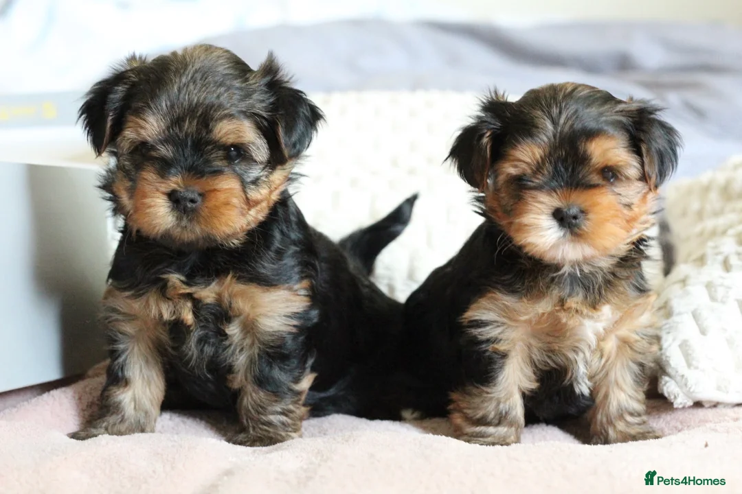 Yorkshire Terrier dogs for sale: 2 MINATURE YORKSHIRE TERRIER GIRLS - Advert 1