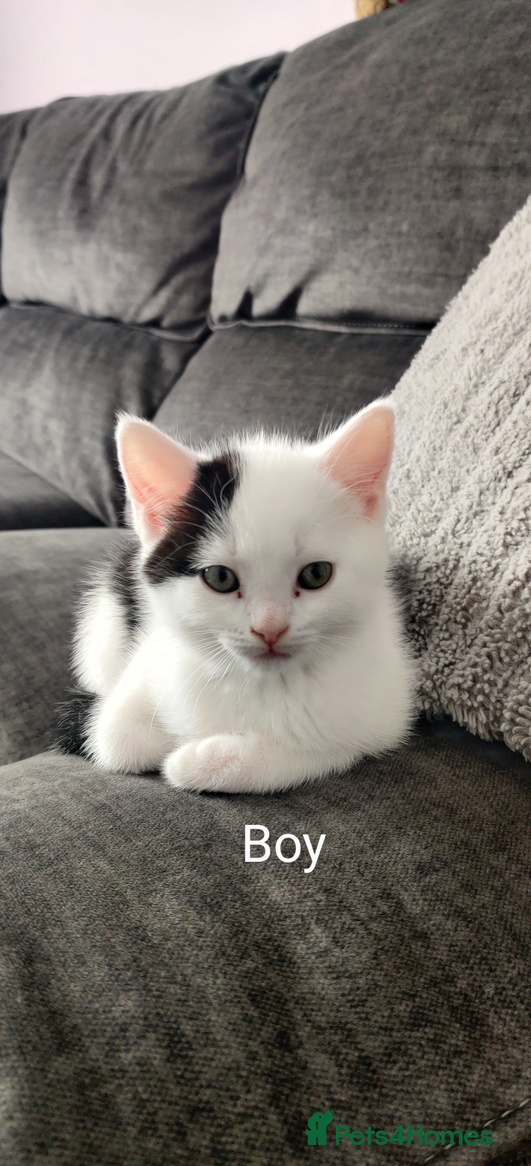 Mixed Breed cats Kittens  in Kirkcaldy - Advert 16