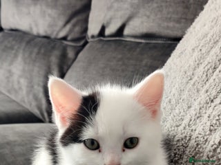 Mixed Breed cats Kittens in Kirkcaldy - Advert 16