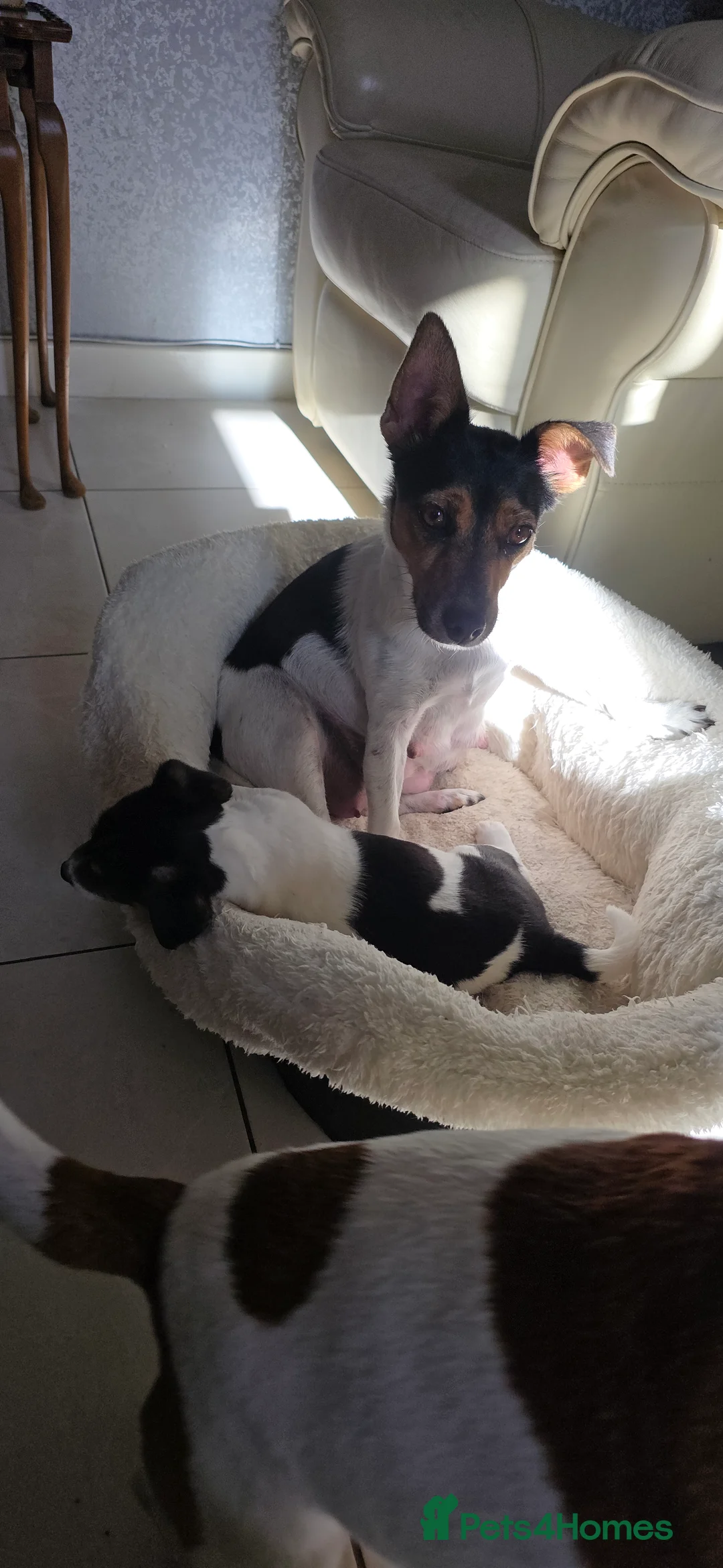 Jack Russell dogs for sale: 💙 Little Man ( Jack Russell ) 💙  - Advert 2