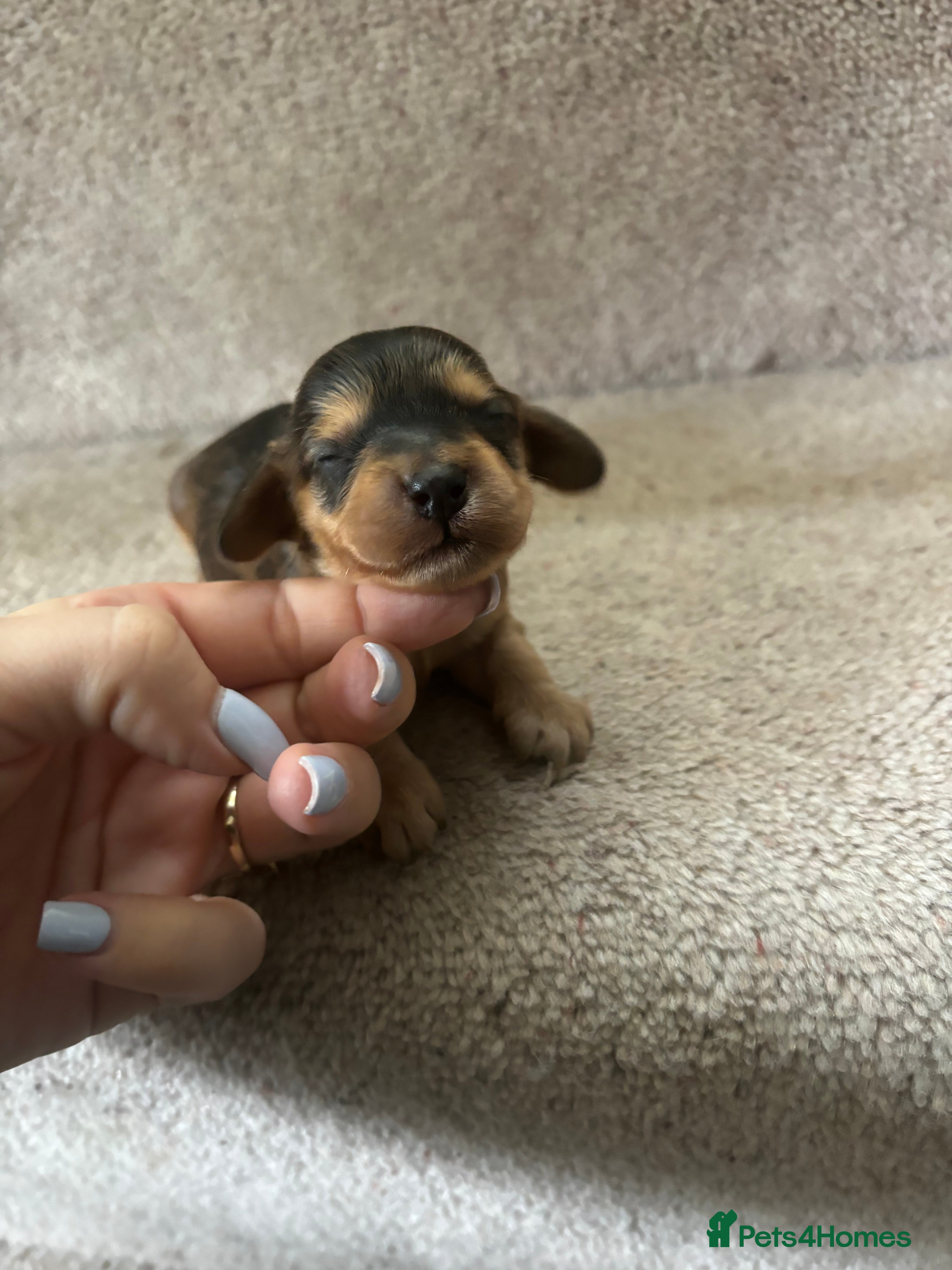 Cockapoo dogs DNA Tested Toy Show Cockapoo Puppies  - Advert 2