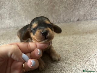 Cockapoo dogs DNA Tested Toy Show Cockapoo Puppies - Advert 2